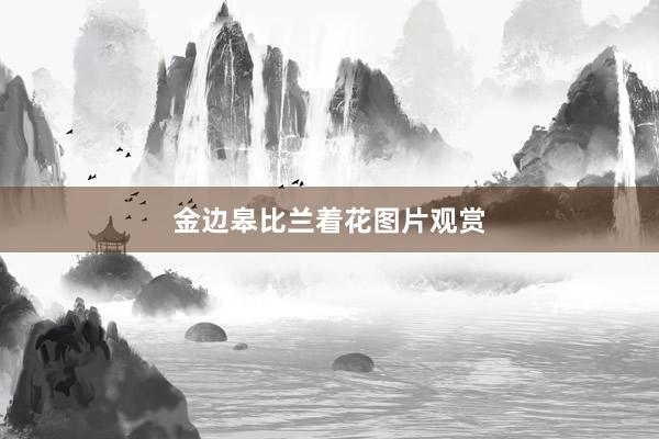 金边皋比兰着花图片观赏